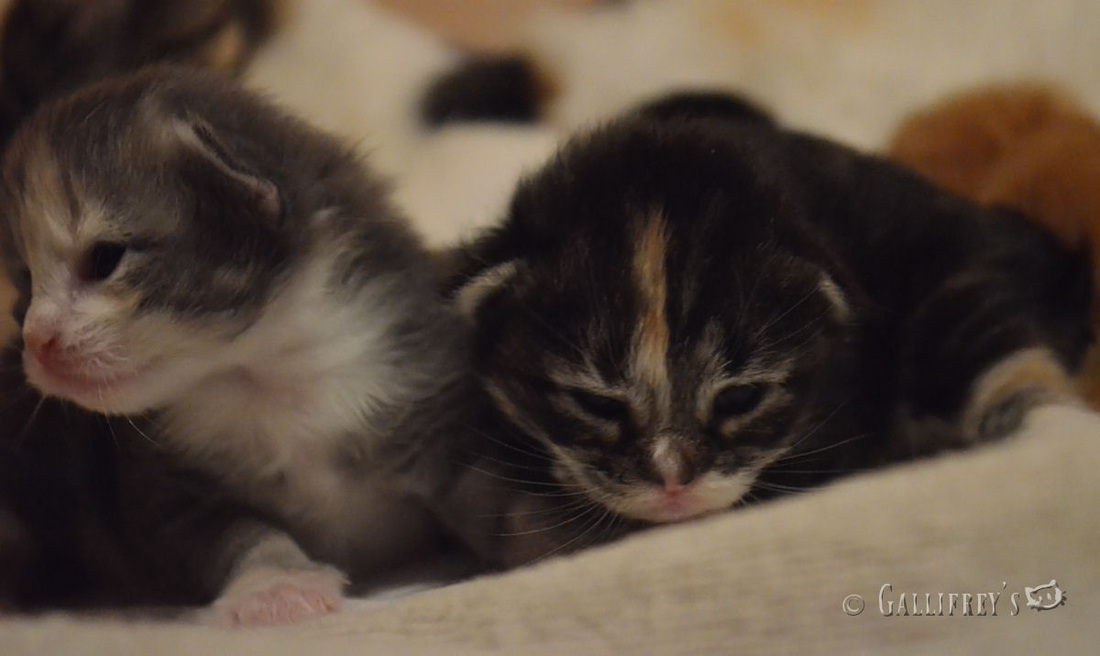 ky com-缅甸木材出口额同比下降(图1)