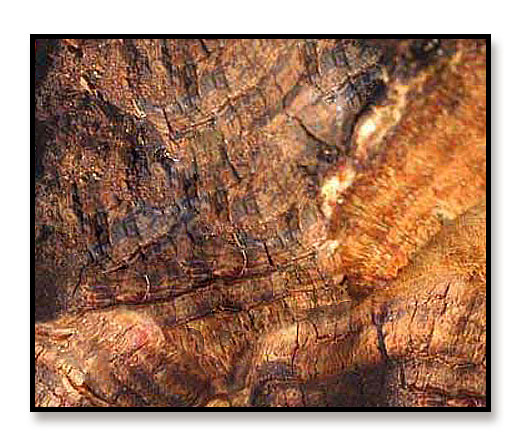 ‘ky.com’泡面已经吃腻了？泡面新做法交给你，让你越吃越想吃绝对不腻(图4)