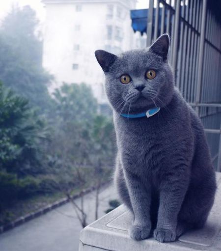 炸油饼的做法_炸油饼怎么做_爱迪Baby的菜谱“ky com”(图3)