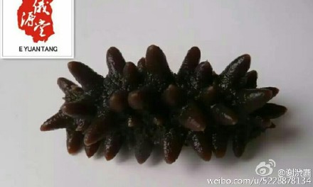 ‘ky.com’美食做法推荐：红烧羊肉、蒜蓉啤酒小龙虾、椒盐排骨、麻辣香锅鸡(图1)