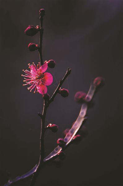 ‘ky.com’夏季绿植装饰来降温(图2)