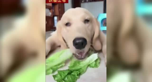 广东肠粉的做法_广东肠粉怎么做_御品香qq376369112的菜谱-kycom(图1)