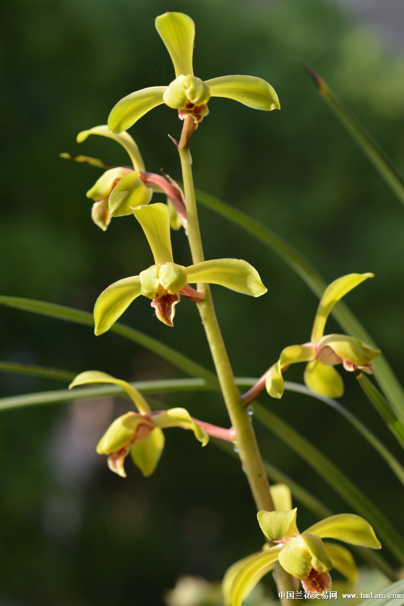 俄罗斯等木材出口国限制砍伐 木材紧缺地板价格受冲击|kycom(图1) ky com