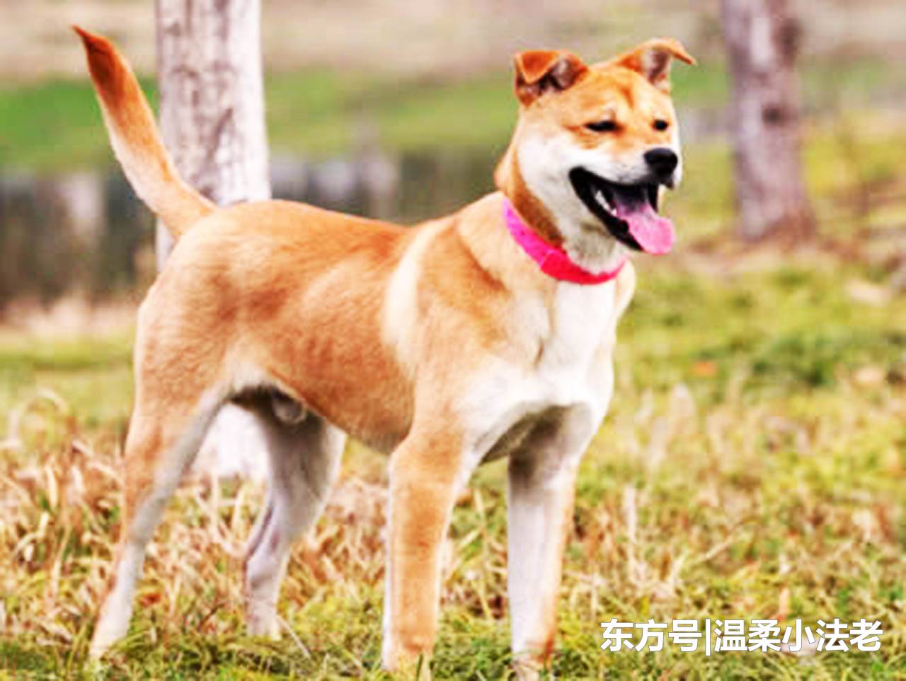 ky com-原创 美食推荐：桃仁拌豆苗，鱼头霸道，火爆猪肝，干锅土豆片的做法(图3)