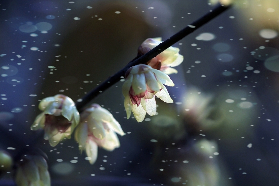 ky.com：中国进口日本“低质木材”被质疑(图2)