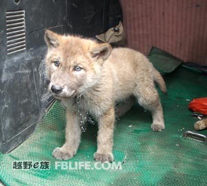 ky.com：中国进口日本“低质木材”被质疑(图1)