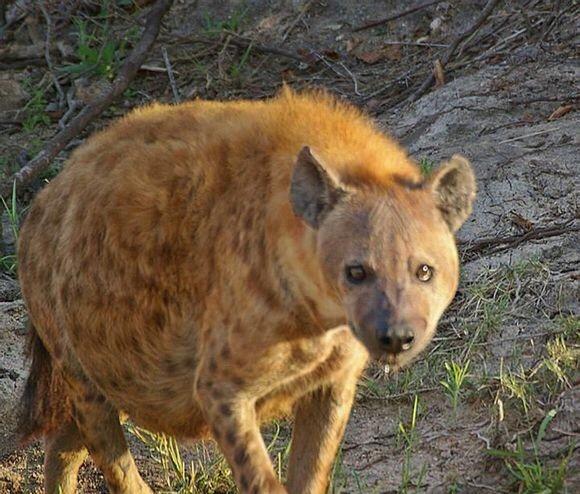 ky.com：仙游红木批发市场 建行金融服务专场召开(图1)