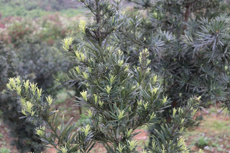 好吃不能错过的美食四道，宴客自己吃都是非常不错的‘kycom’(图2)