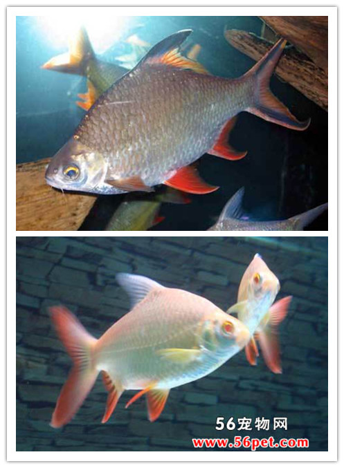 “ky.com”住宅装修色彩技巧大全(图2)