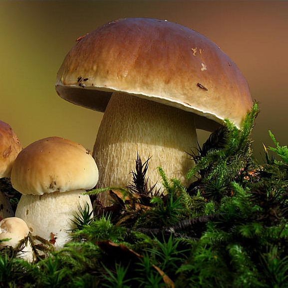 “ky.com”知了脆的做法_知了脆怎么做_簡姐的菜谱(图1)