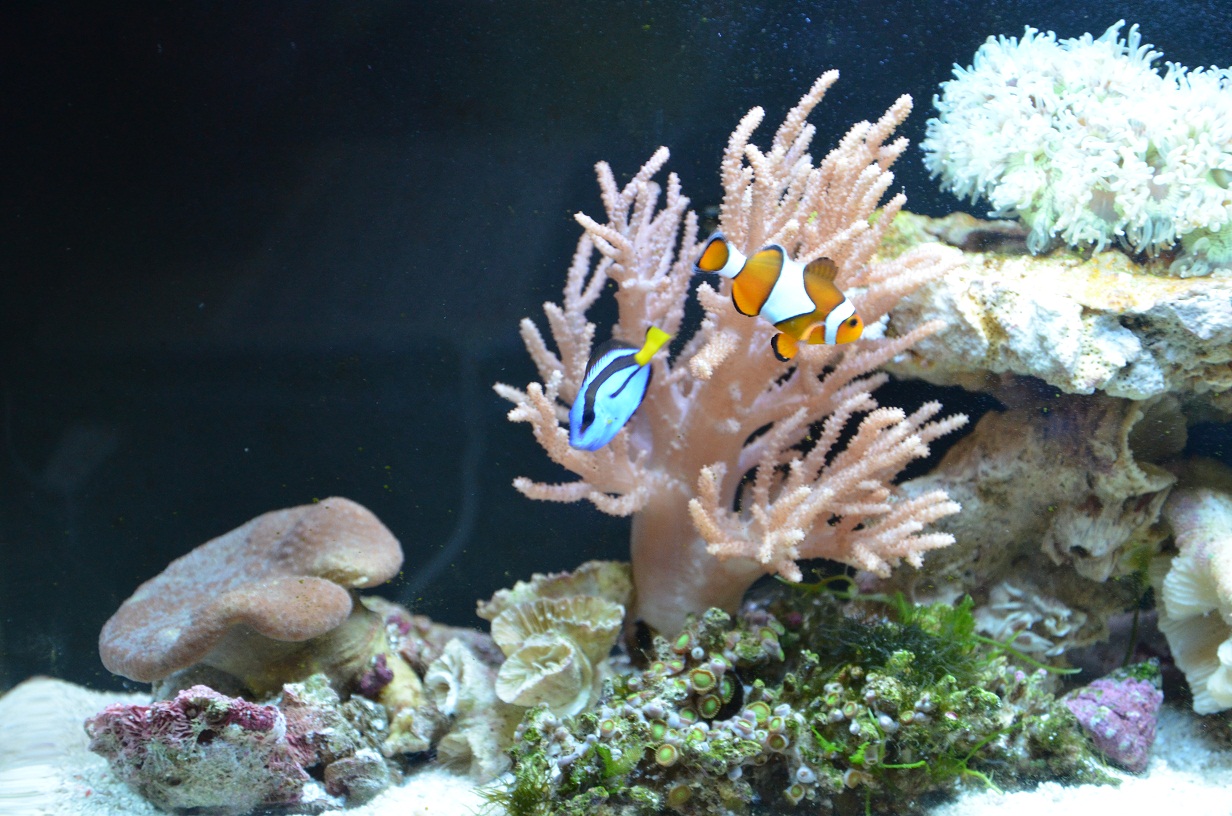 “ky.com”知了脆的做法_知了脆怎么做_簡姐的菜谱(图2)