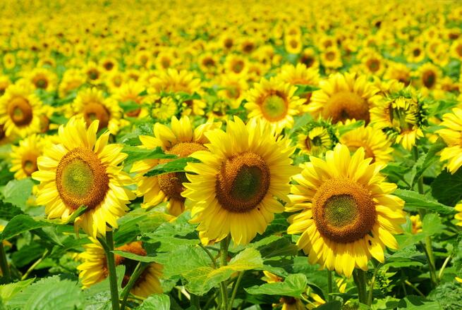 哈尔滨美食之亮亮小吃砂锅坛肉【kycom】(图2)