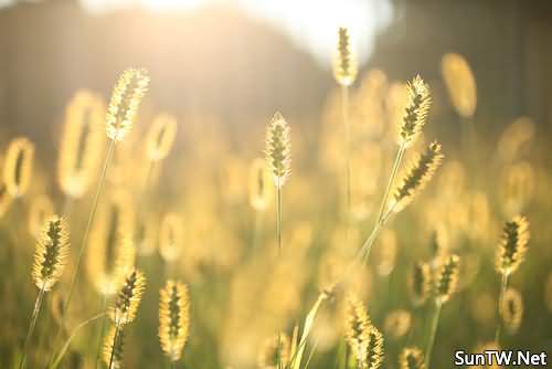 预计2018年北美木材价格将直逼巅峰“ky com”(图3) 预计2018年北美木材价格将直逼巅峰“ky com”(图3)