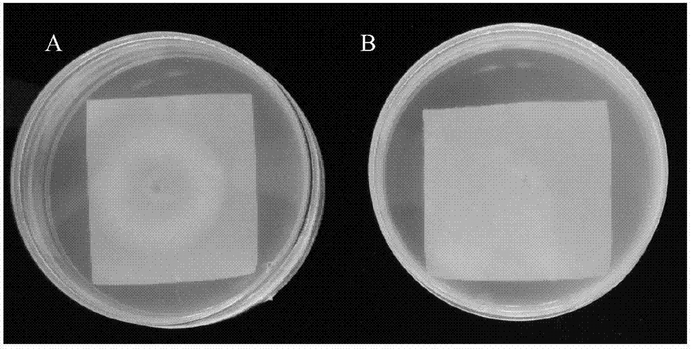 ky com-美食，我会做罗汉果红烧鸭肉做法，鲜嫩爽口好吃，让我加了三次饭(图1)